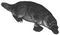 Platypus